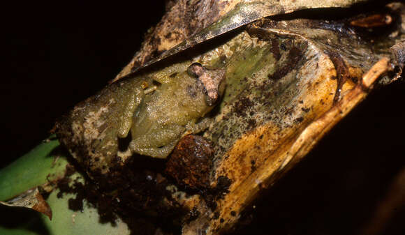 Image of Caretta Robber Frog