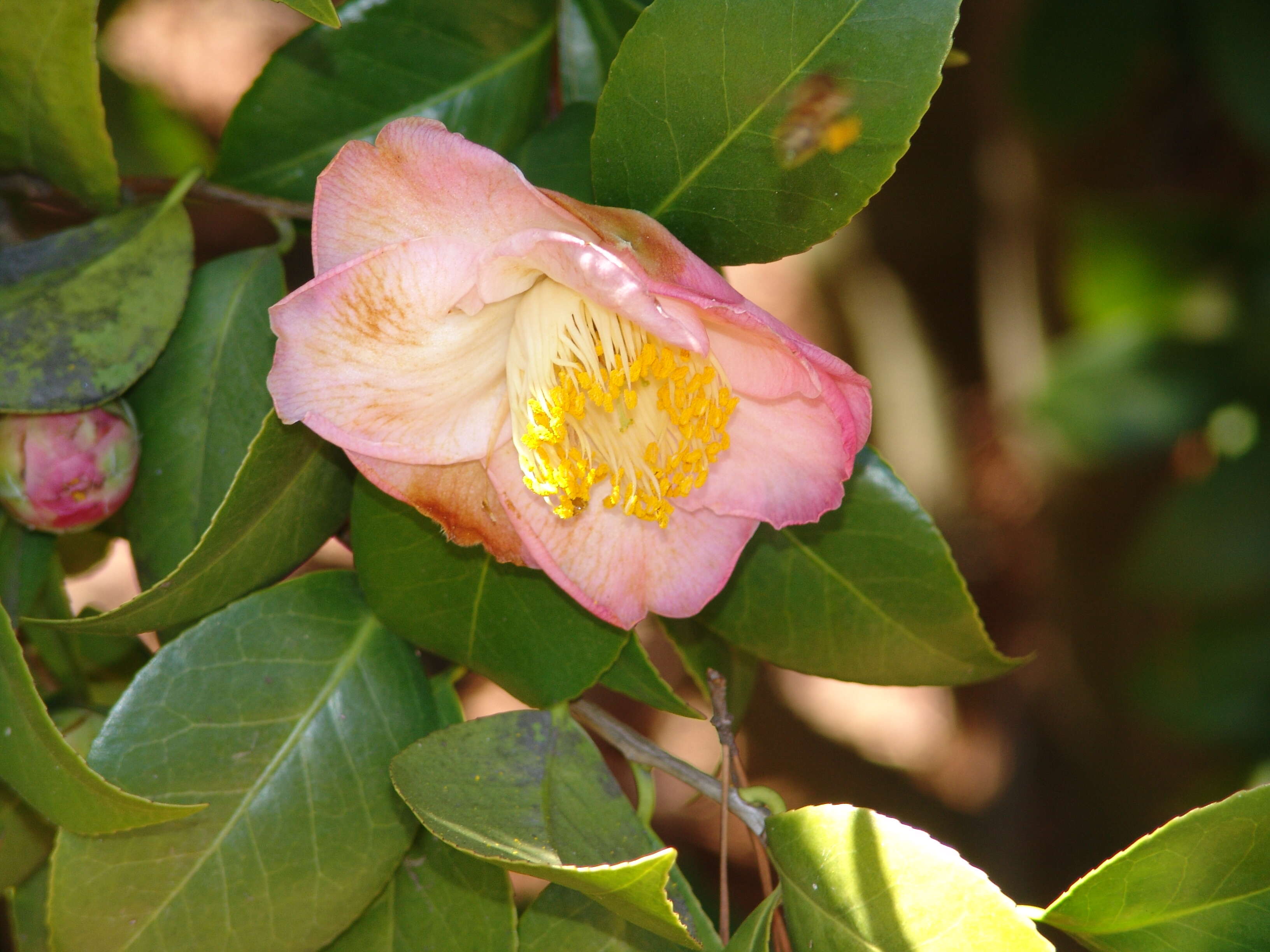 Слика од Camellia japonica L.