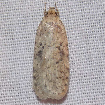 Image of Agonopterix canadensis Busck 1902