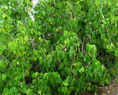 Image of Indian mallow