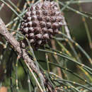 Image de Allocasuarina verticillata (Lam.) L. A. S. Johnson