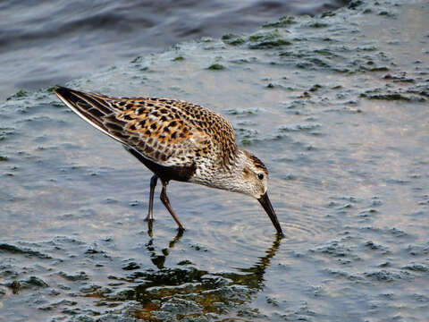 Image of Dunlin