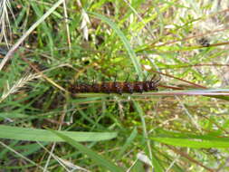 Image of Acraea andromacha Fabricius 1775