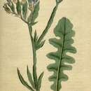 Image de Limonium sinuatum subsp. sinuatum