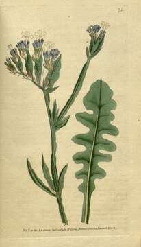 Imagem de Limonium sinuatum (L.) Miller