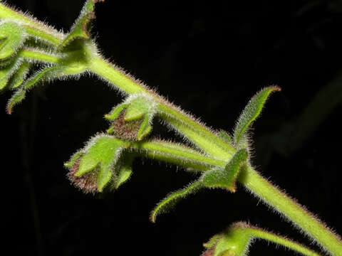 Image of Kohleria allenii Standl. & L. O. Williams