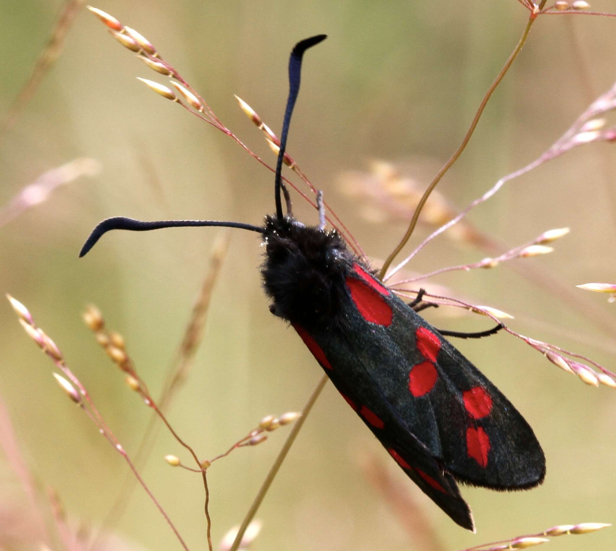 Image of six-spot burnet