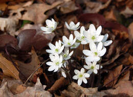 Plancia ëd Hepatica nobilis var. acuta (Pursh) Steyermark