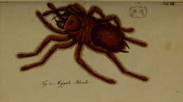 Image of Theraphosa