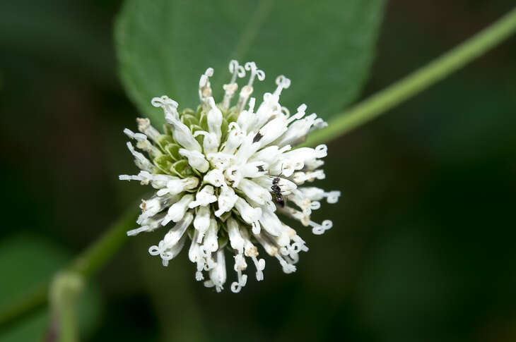 Sivun Melanthera nivea (L.) Small kuva