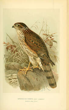 Image of Eurasian Sparrowhawk