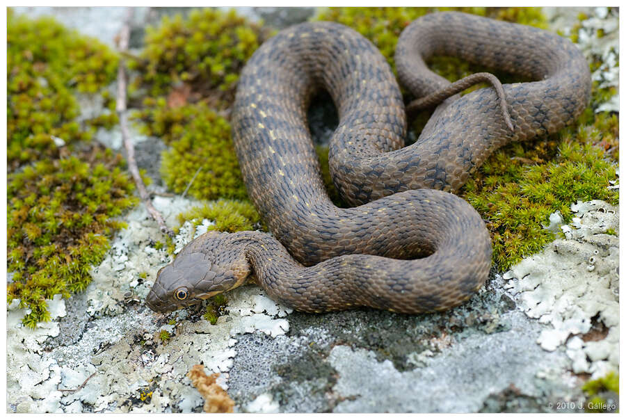 Image of Grass snakes