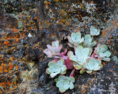 Imagem de Sedum spathulifolium Hook.