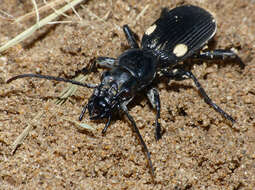 Слика од Anthia (Termophilum) cephalotes Guérin-Méneville 1845