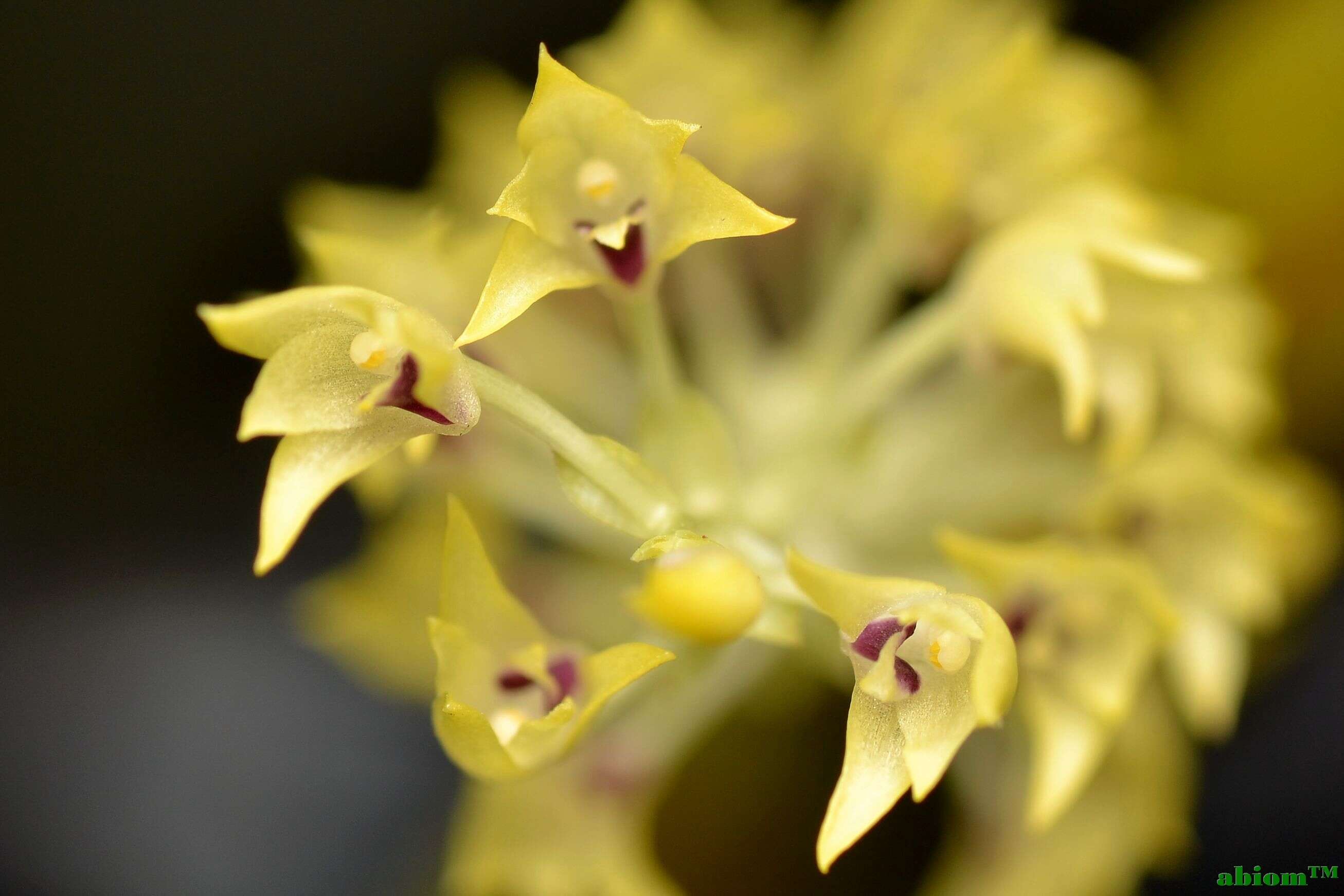 Image of Pinalia tenuiflora (Ridl.) J. J. Wood