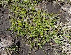 Image of Gray Bog Sedge