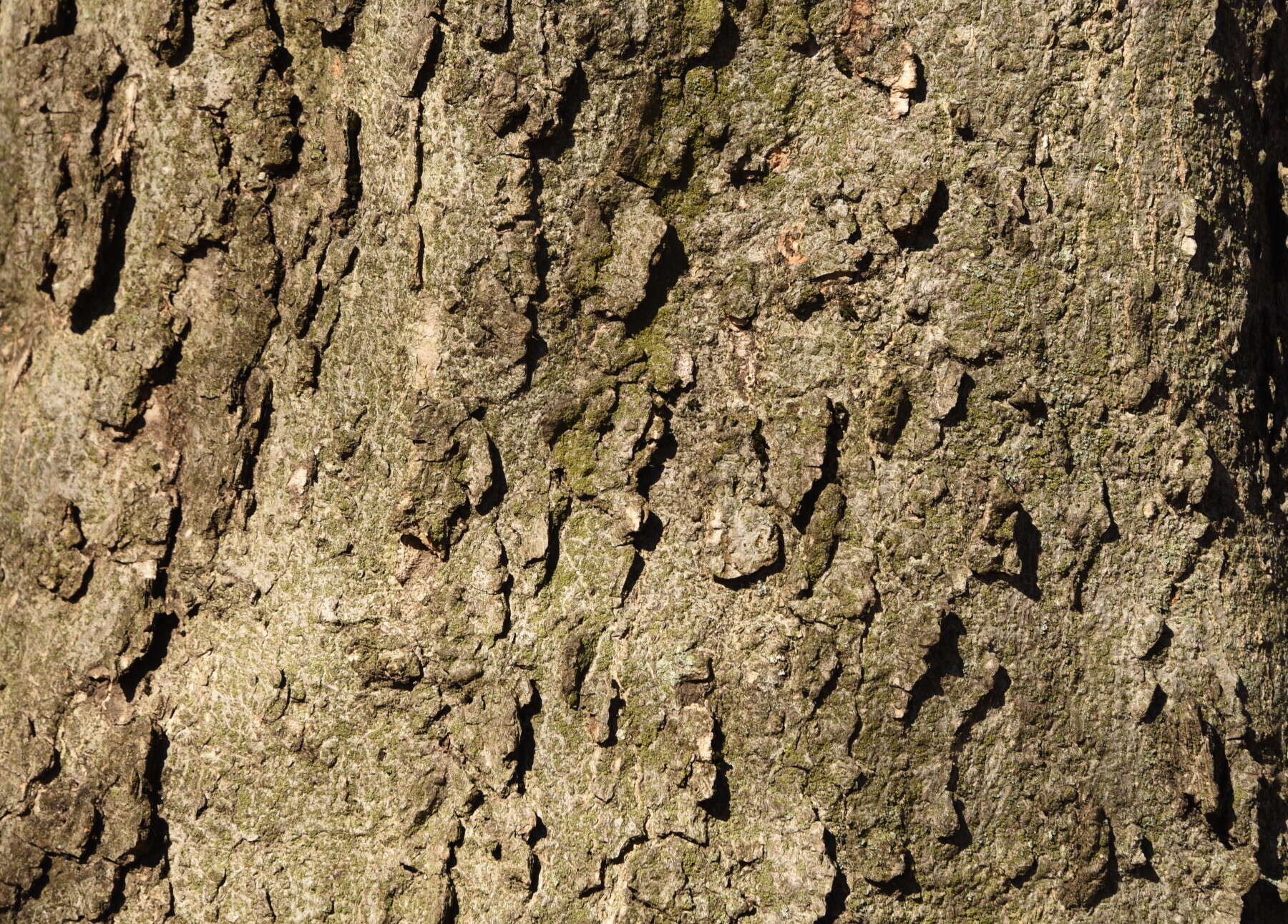 Image of hackberry