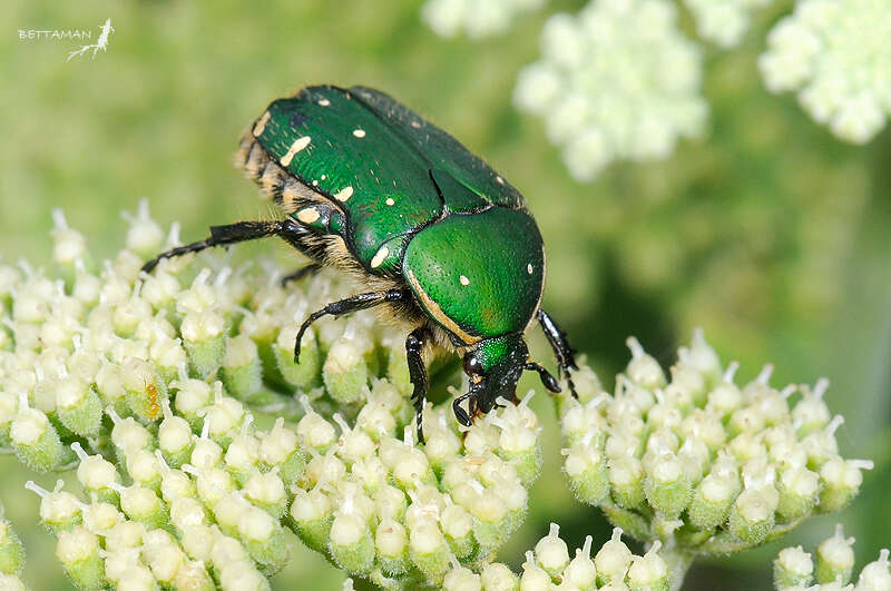 Sivun Gametis forticula kotoensis (Nomura 1959) kuva