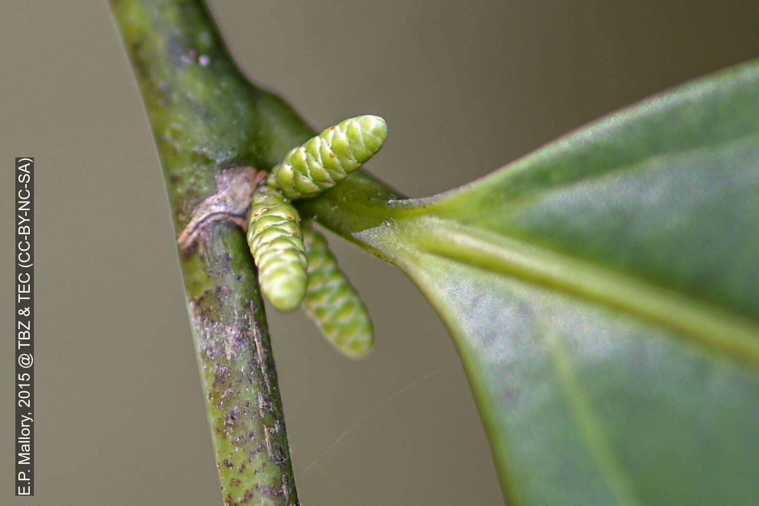 صورة Lacistema aggregatum (Berg.) Rusby