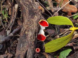 Image of Sarcoscyphaceae