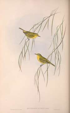 Imagem de Zosterops luteus Gould 1843