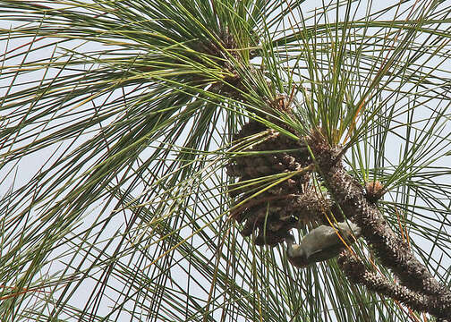 Image of Brown-headed Nuthatch