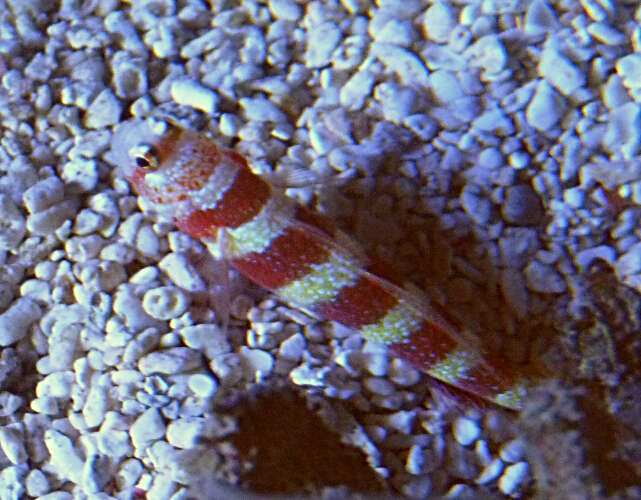 Image of Gorgeous prawn goby