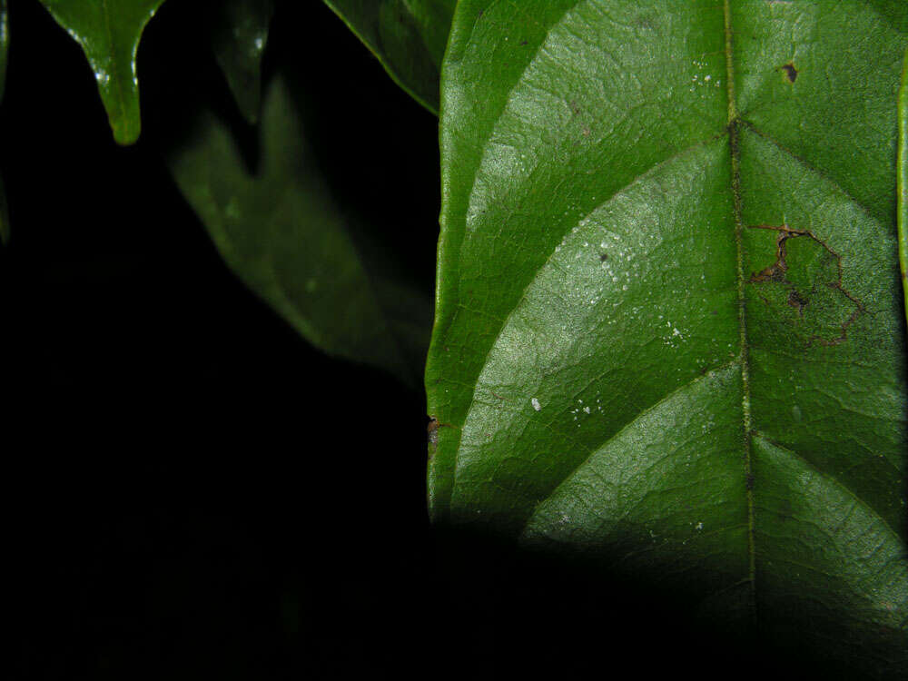 Image of white ramoon