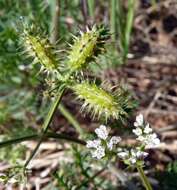 Image of bur parsley