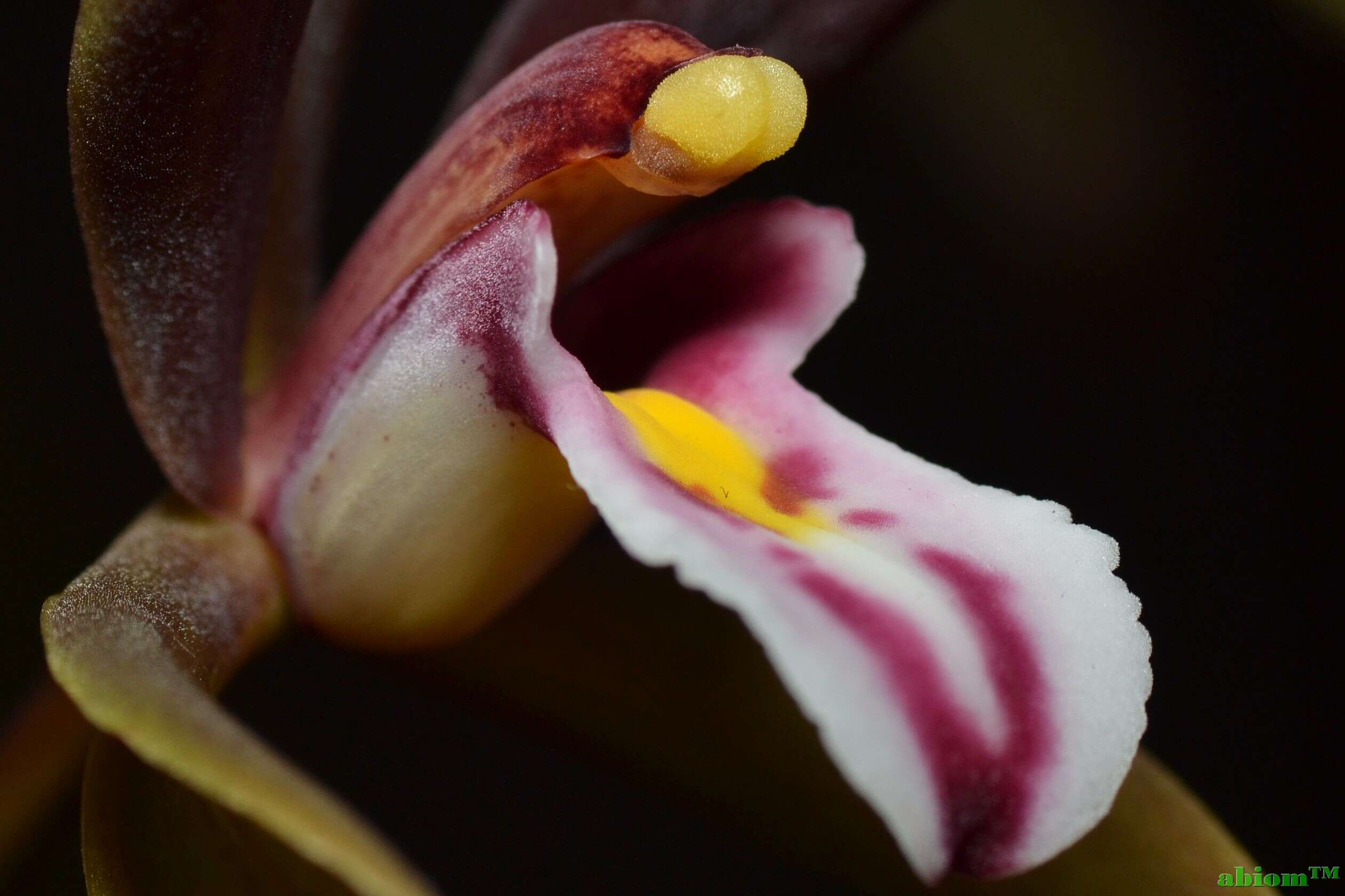 Image of Cymbidium atropurpureum (Lindl.) Rolfe