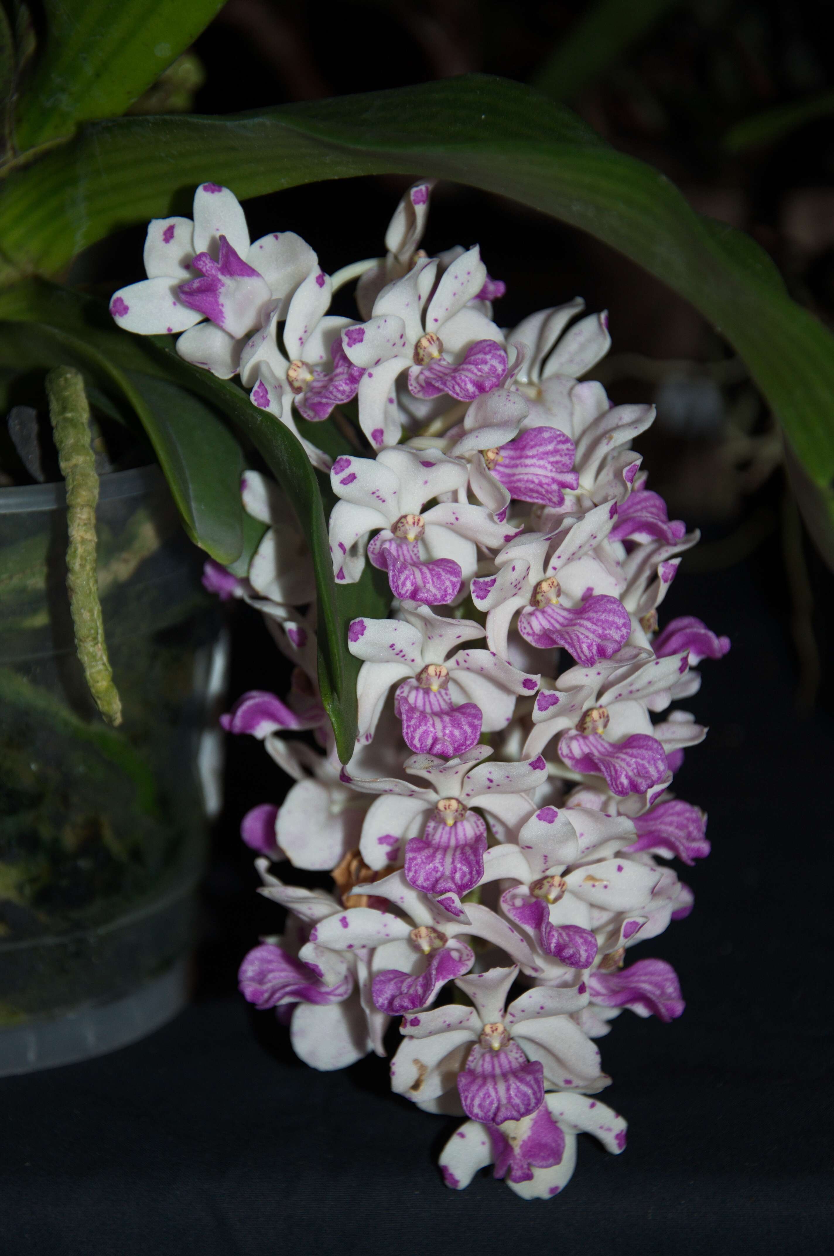 Слика од Orchidaceae