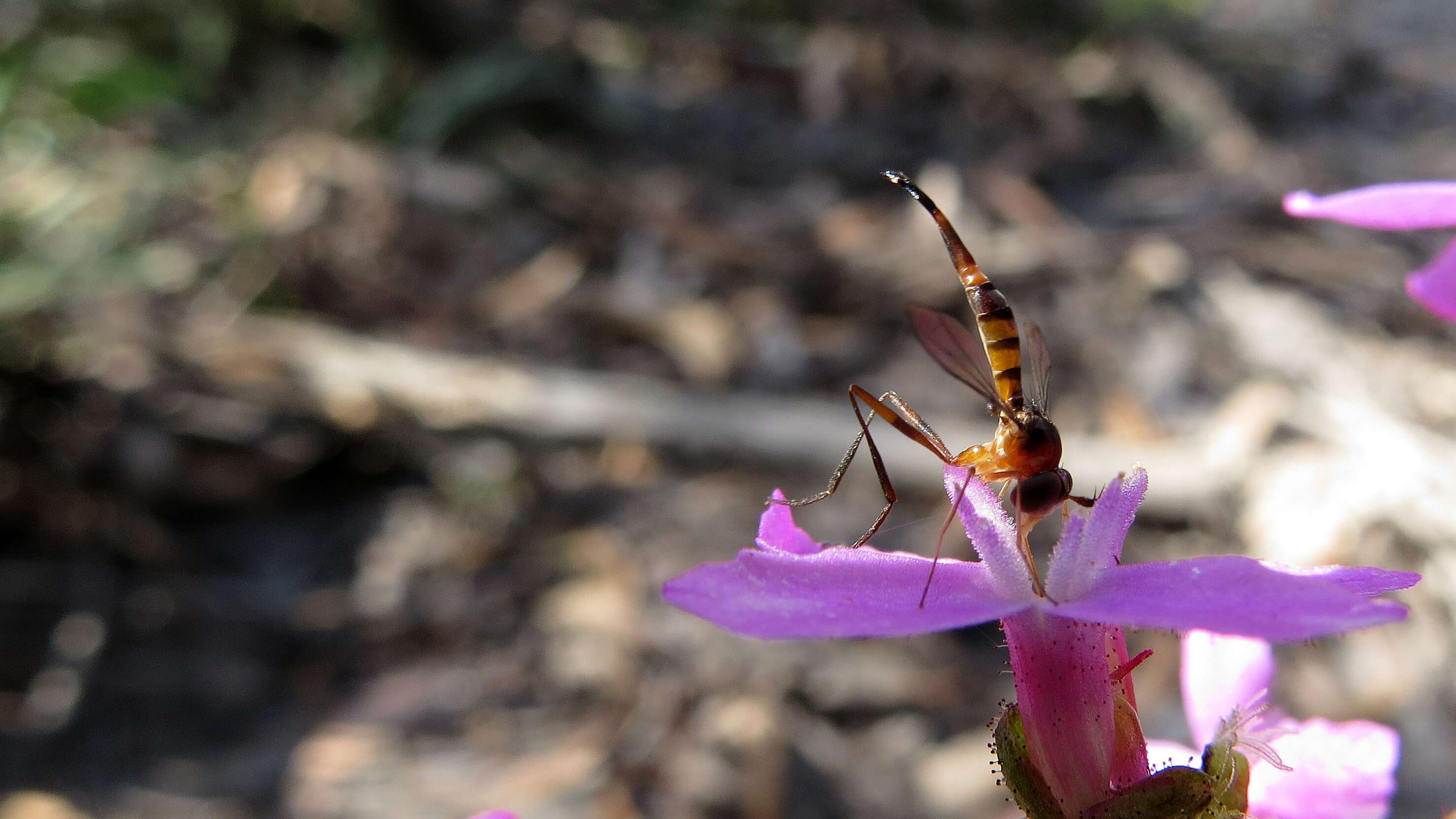 Image of Stylogaster