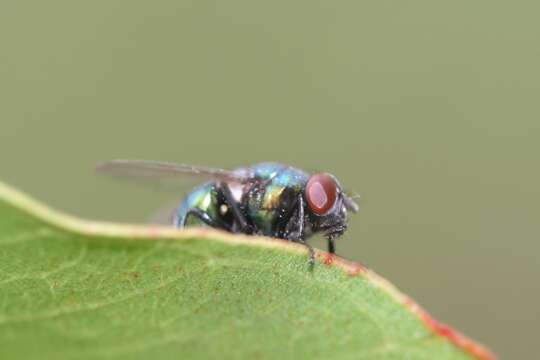 Image of Blow fly