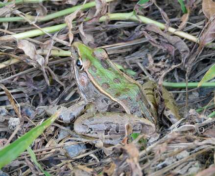 Image of Florida Leopard Frog