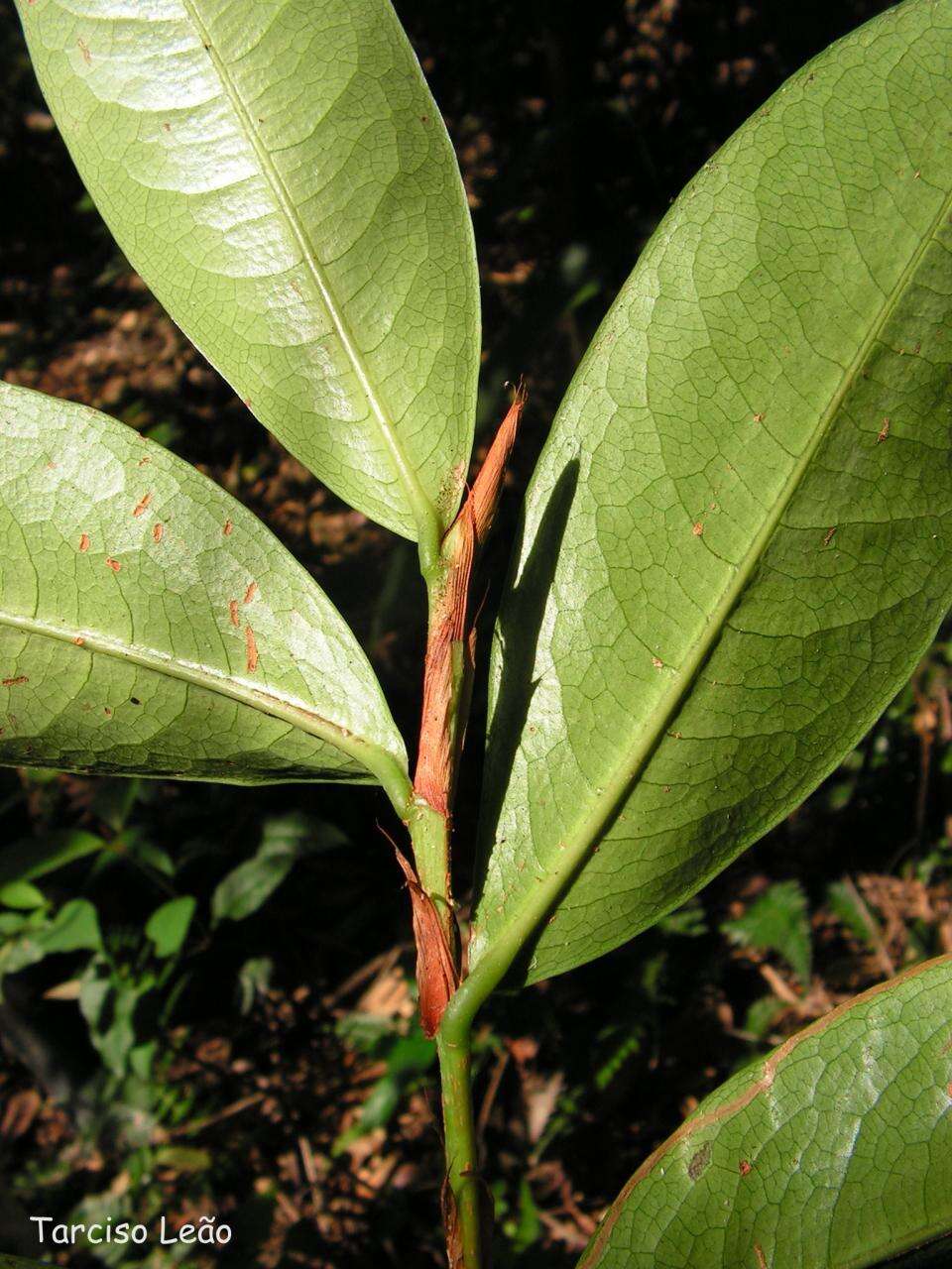 Image of Erythroxylum mucronatum Benth.