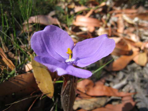 Imagem de Patersonia sericea R. Br.