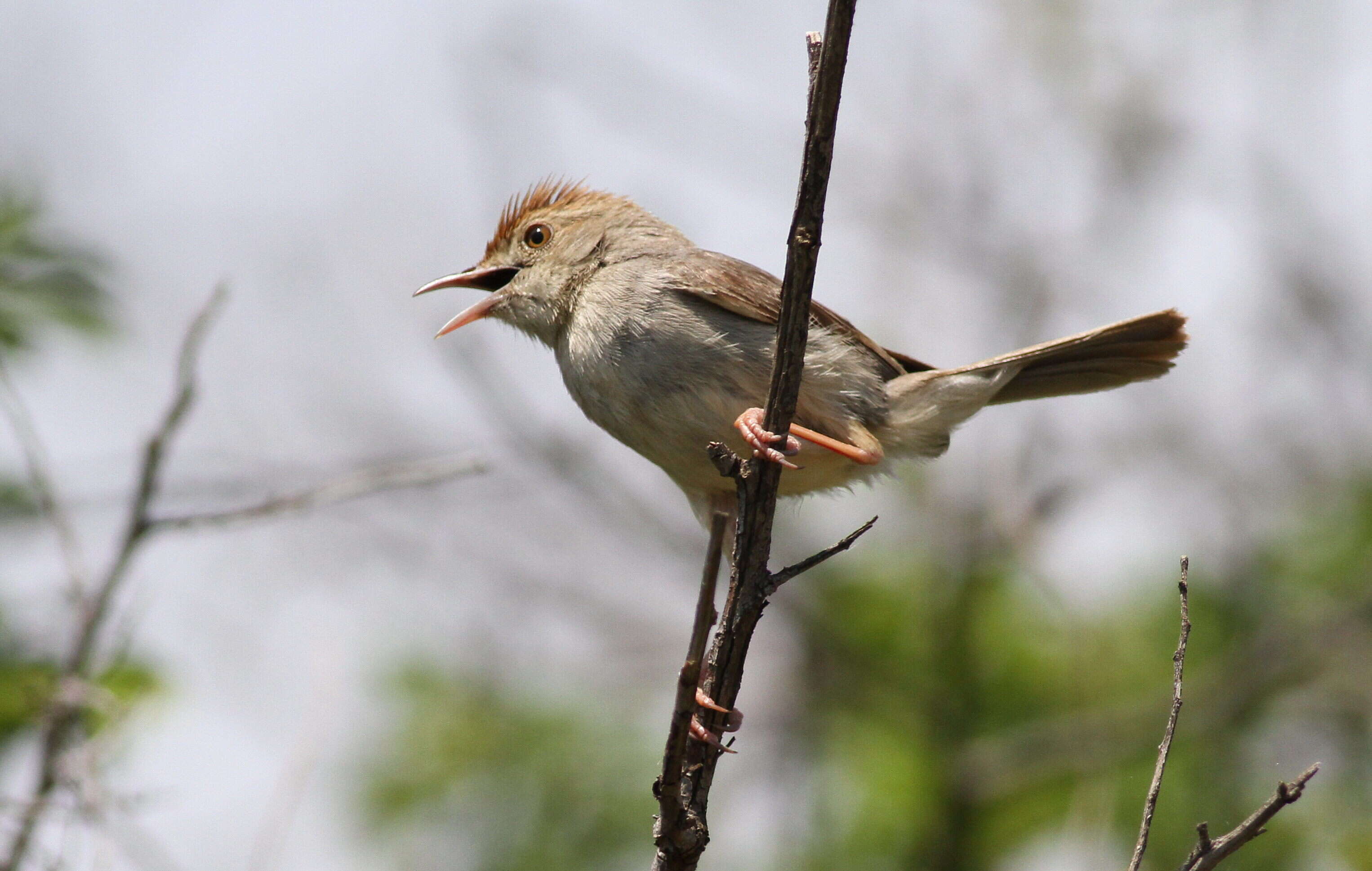 Imagem de Cisticola fulvicapilla (Vieillot 1817)