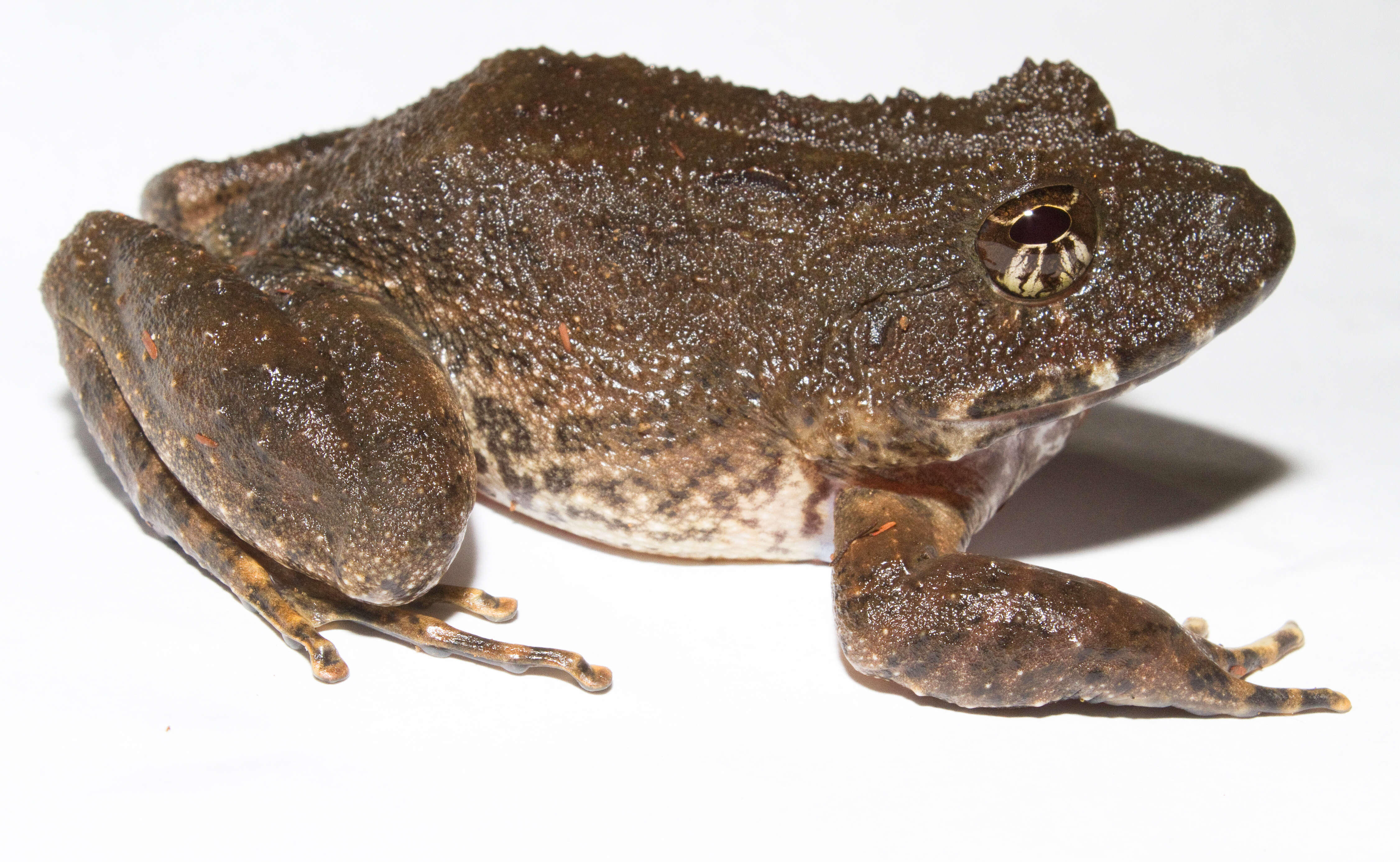 Image of Robber Frogs