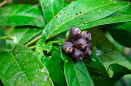 Image of Syzygium formosum (Wall.) Masamune