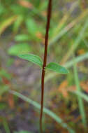 Image of fewleaf sunflower