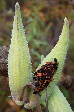 Image of Large Milkweed Bug