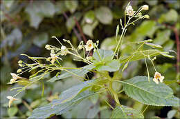 Image of small balsam