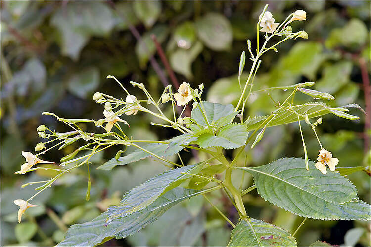 Image of Jewelweeds