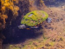 Image of Cooter Turtles