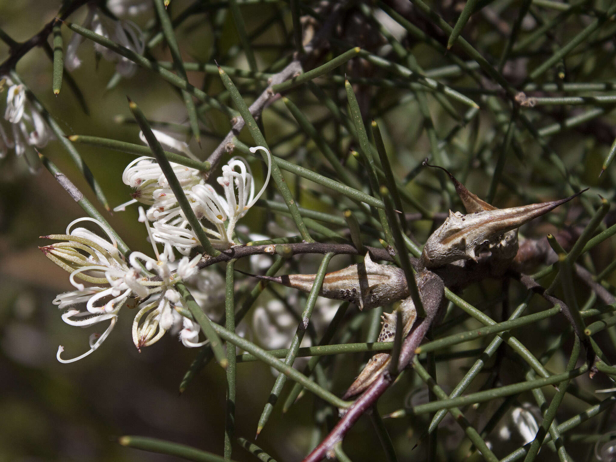 Image of Hakea teretifolia (Salisb.) Britten