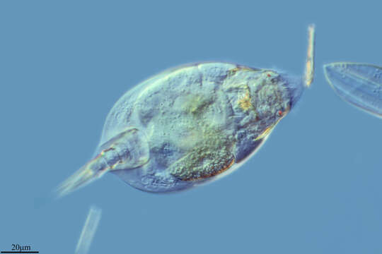 Image of Lepadellidae