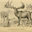 Imagem de Megaloceros giganteus (Blumenbach 1799)