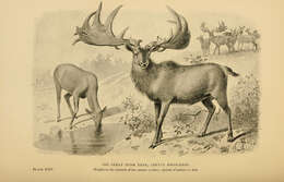 Слика од Megaloceros Brookes 1828