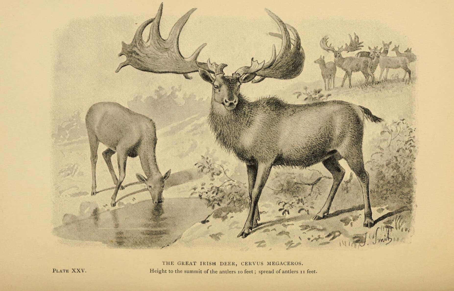 Image of Megaloceros Brookes 1828