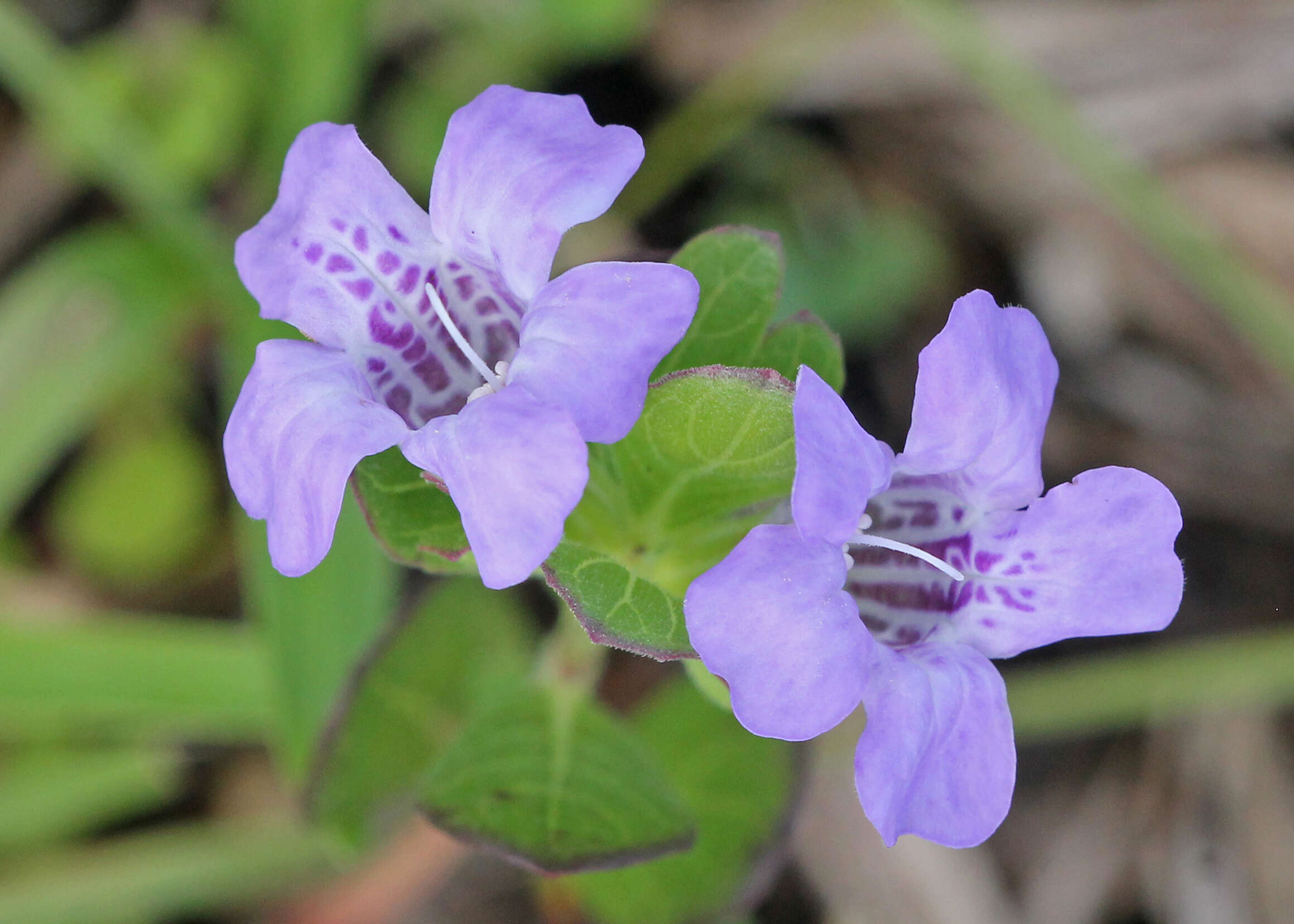 Dyschoriste oblongifolia (Michx.) Kuntze的圖片